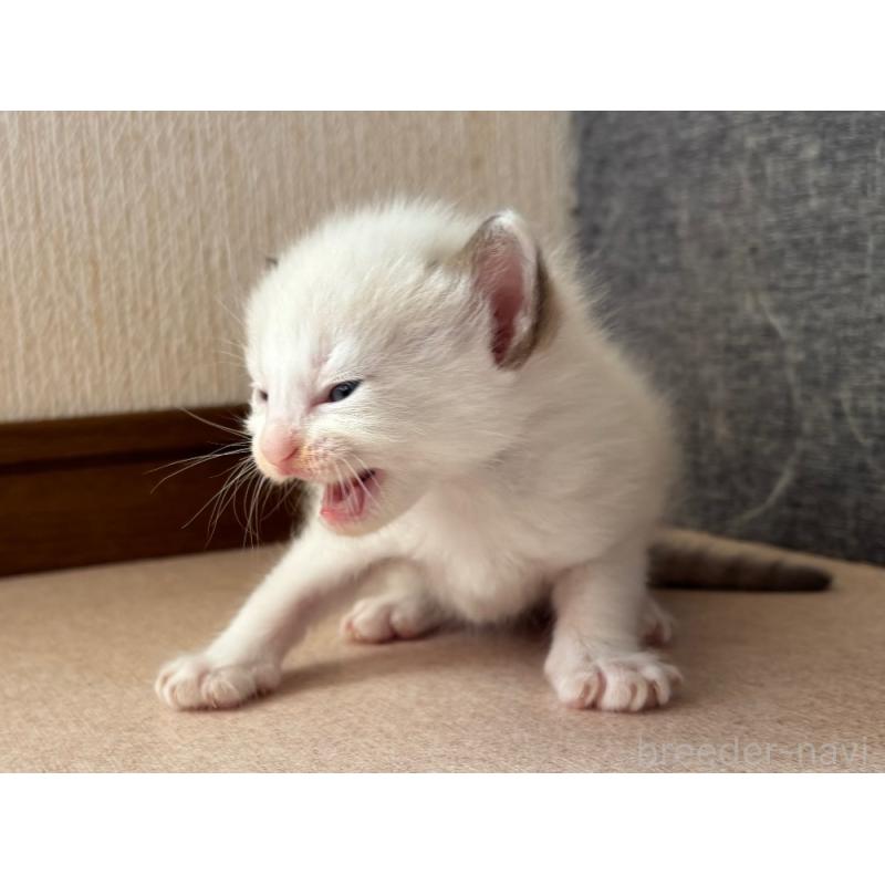 販売中の千葉県のラグドール-126631の6枚目